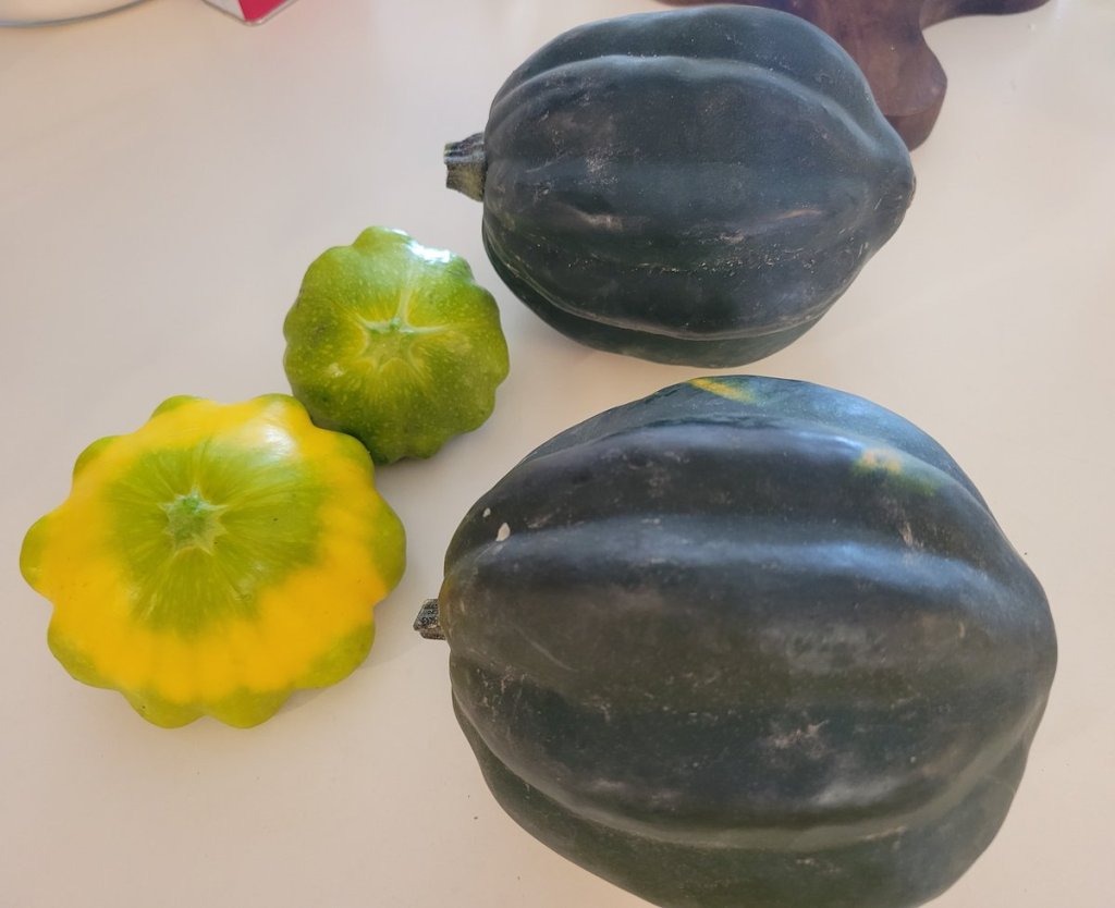 Photo of two yellow Patty Pan and two green Acorn Squash