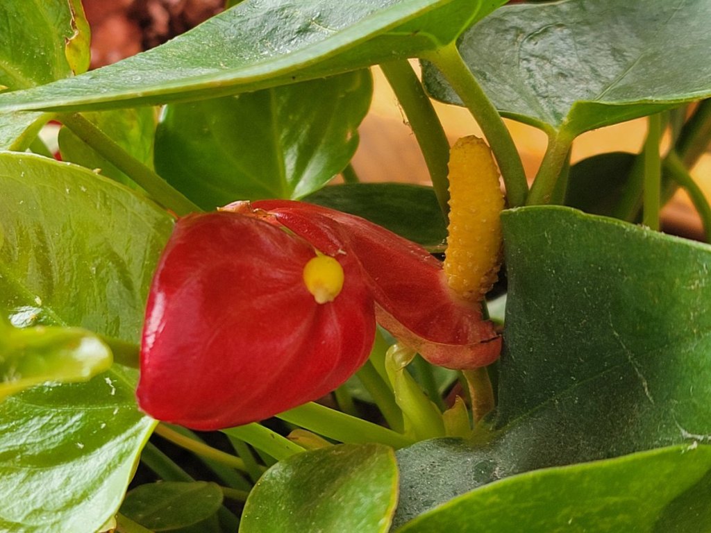 Photo of red Anthurium houseplant