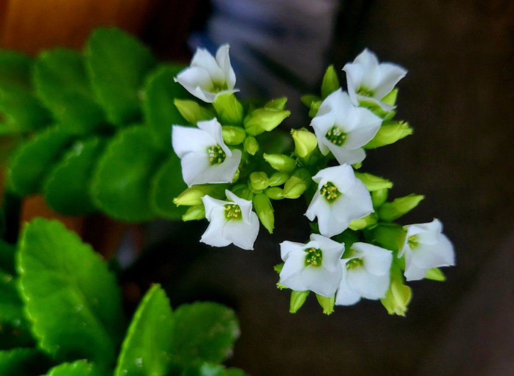 white Kalanchoe blooms with green leaves