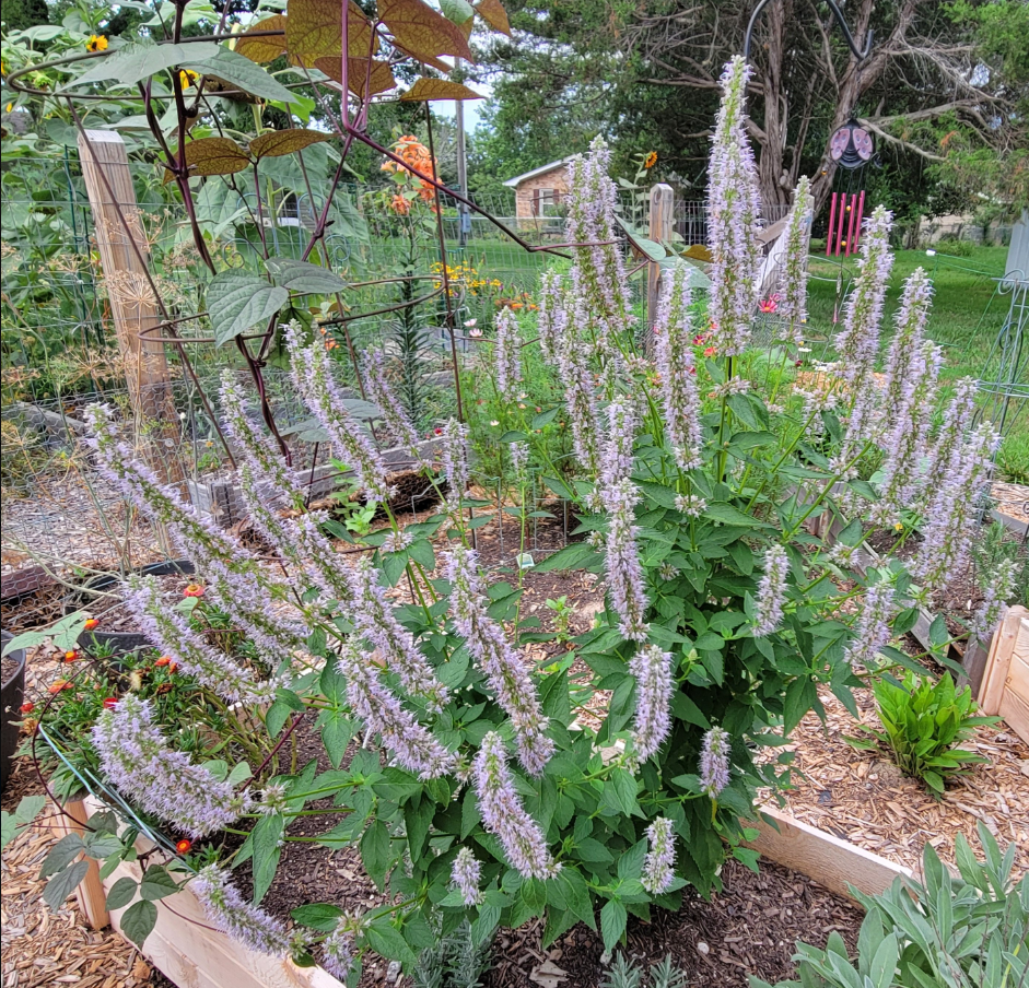 Giant hyssop with small purple false whirl flowers creating long spikes. This blooming plant is in a raised wood flower bed with sage and a hyacinth bean vining on tomato cage.