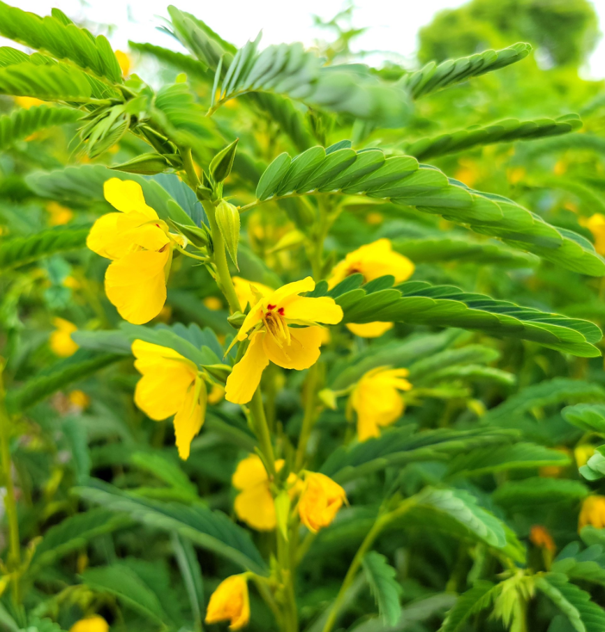 Close up of yellow with red center accent partridge pea flowers with fern-like leaves growing in garden