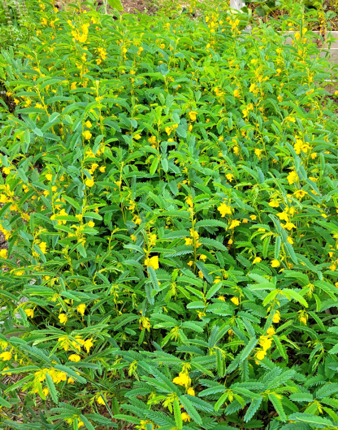 Garden path overgrown with yellow flowering partridge pea plants with fern-like leaves