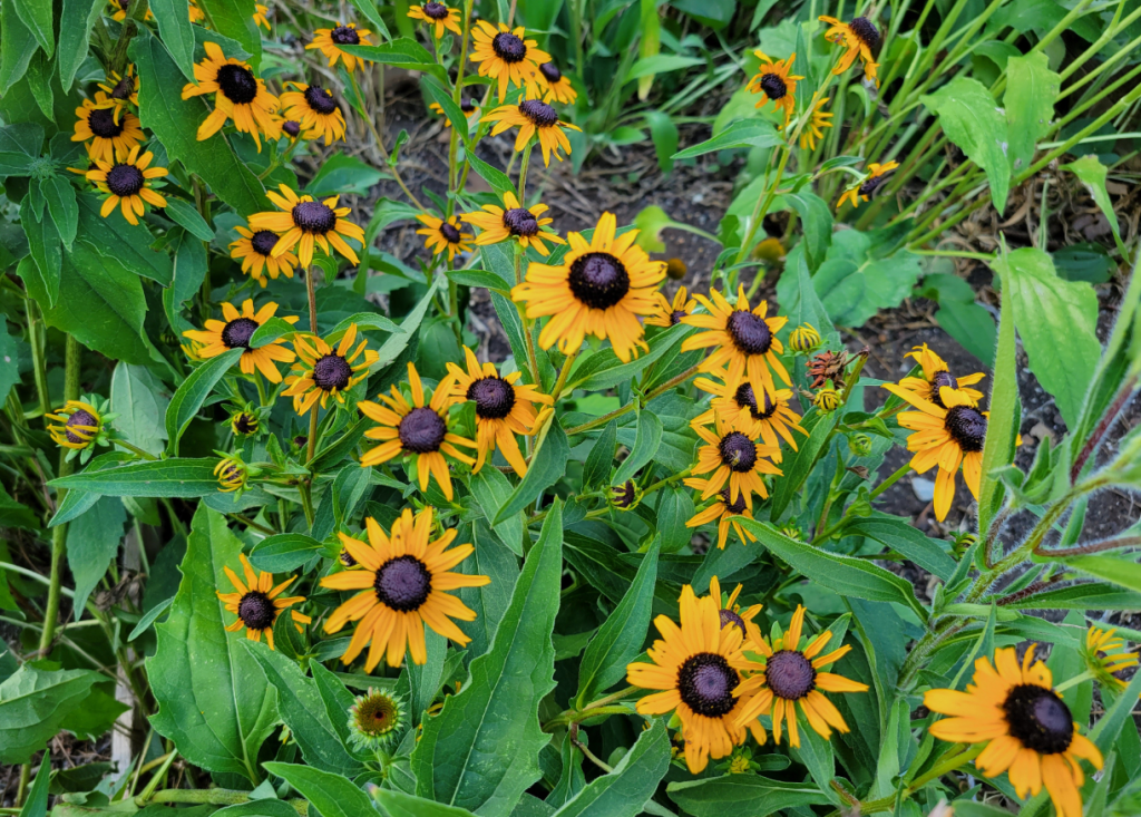 Many Brown-Eyed Susan flowers, gold petals with brown centers