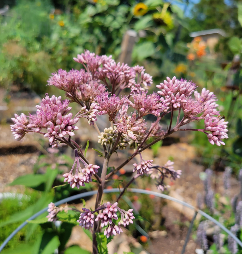 Joe Pye Weed- a tall plant with clusters of tiny pink flowers