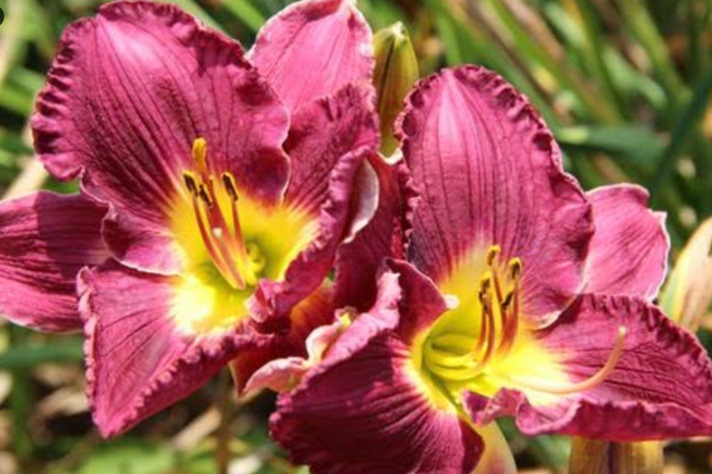 Mauve daylilies with fringed edges and yellow centers