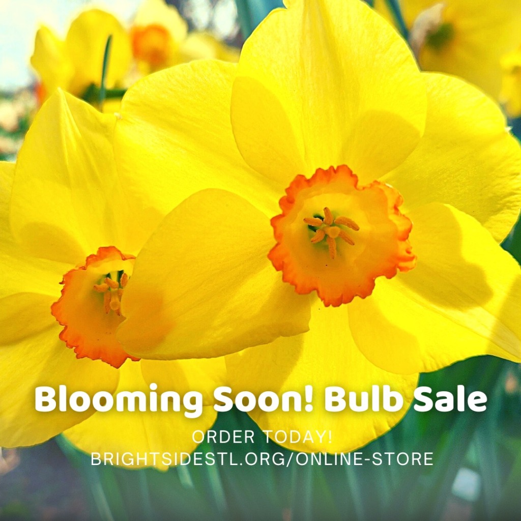 yellow with orange center daffodils with test: Blooming Soon! Bulb Sale, Order Today, BrightsideSTL.org/online-store