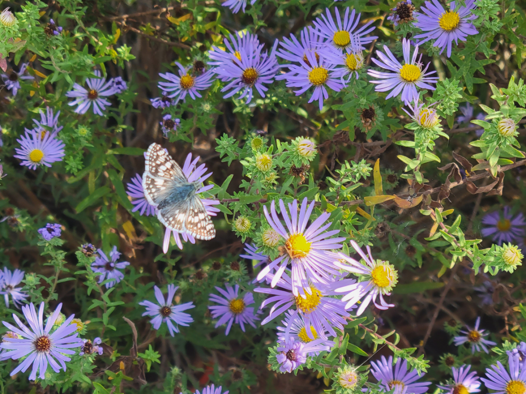 Photo of Aromatic Aster with Common Checkered Skipper on a flower.
