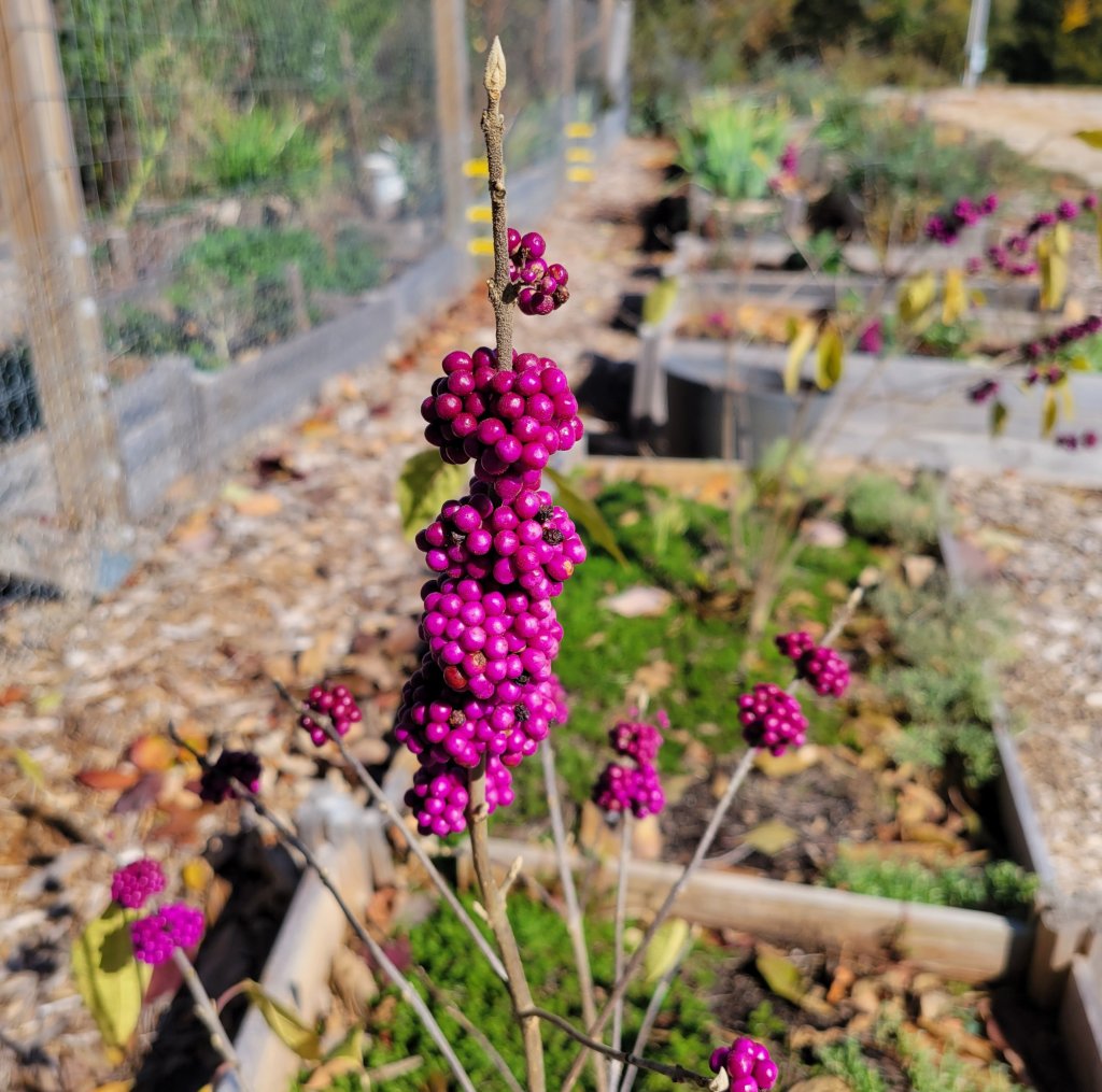 Photo of American Beautyberry in Fall/Winter splendor- hot pink berries on leafless stems waiting for birds and wildlife to enjoy.