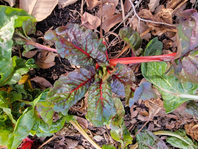Photo of two weeks growth on Swiss Chard plant. Leaves are maroon and green with red veins and stem.