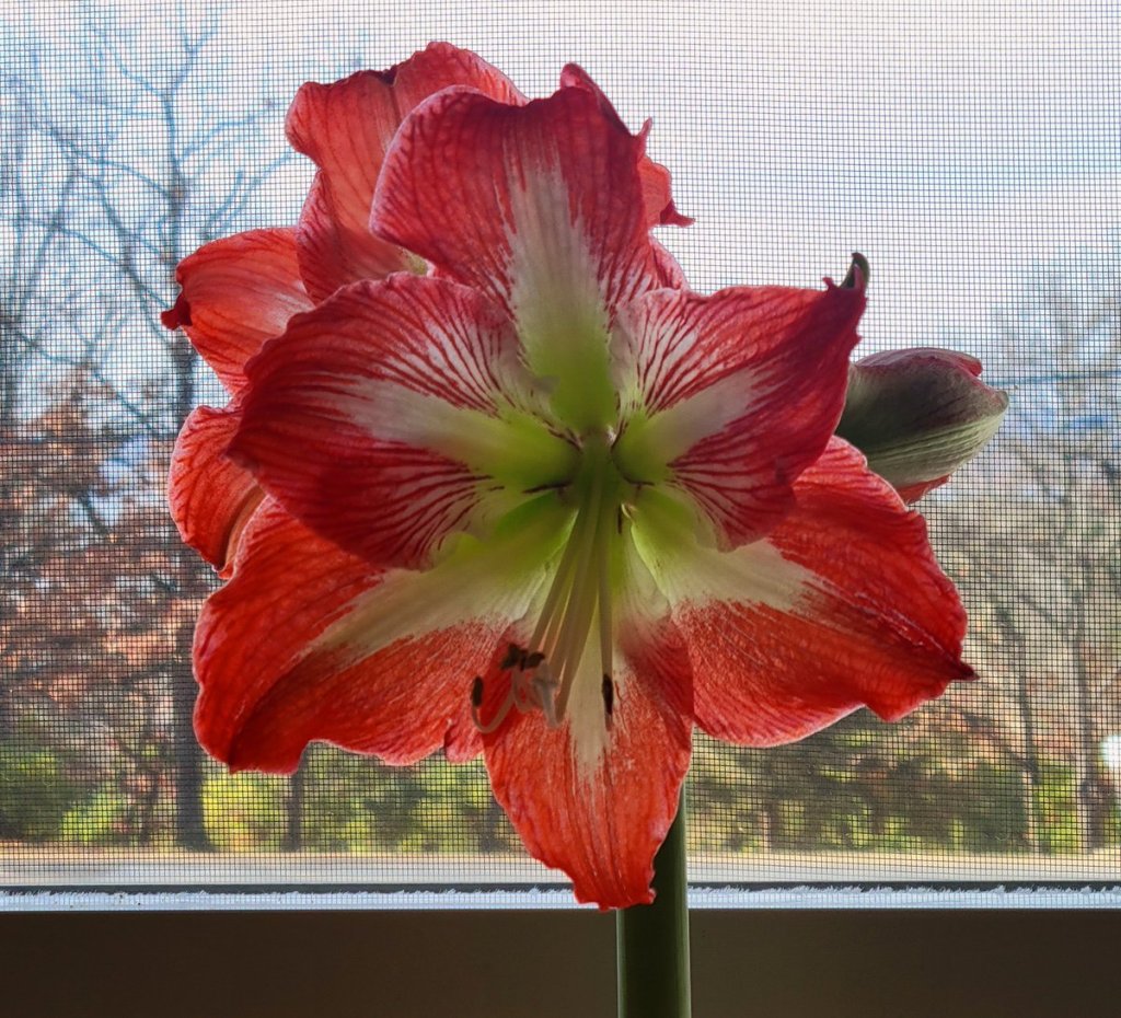 Amaryllis Minerva. December 2023 photo of two orange red with white throats trumpet-like flowers on stems on windowsill