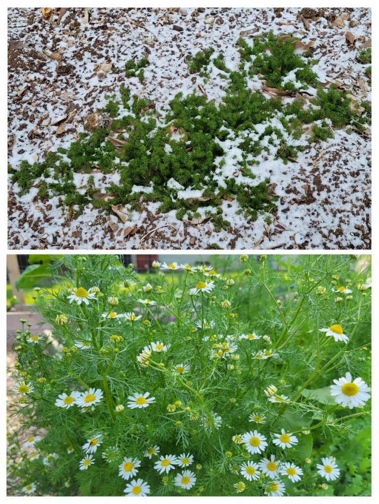 Two photos of chamomile. Top photo is green foliage in raised wood garden bed in winter with snow. Bottom photo is chamomile in May with many white with yellow center daisy-like flowers.