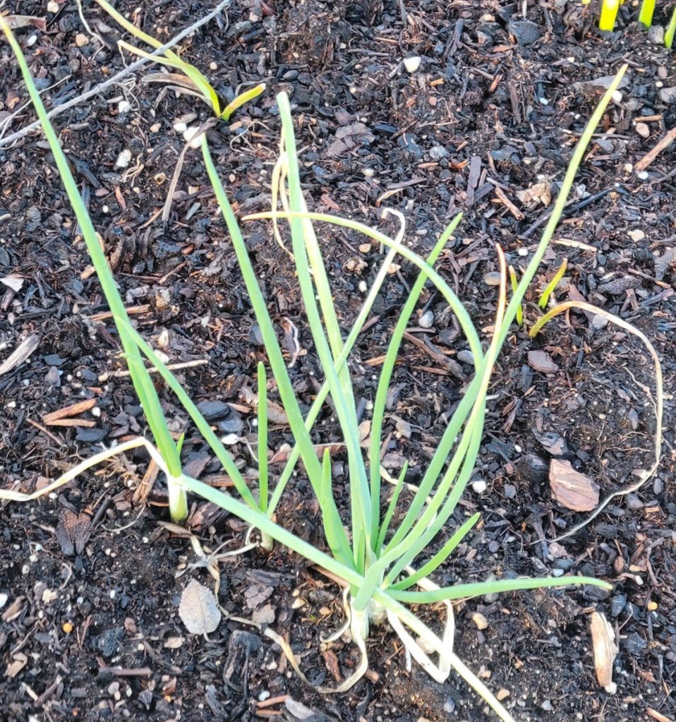 Photo of green onions growing in raised wood garden been, January 2024, Missouri