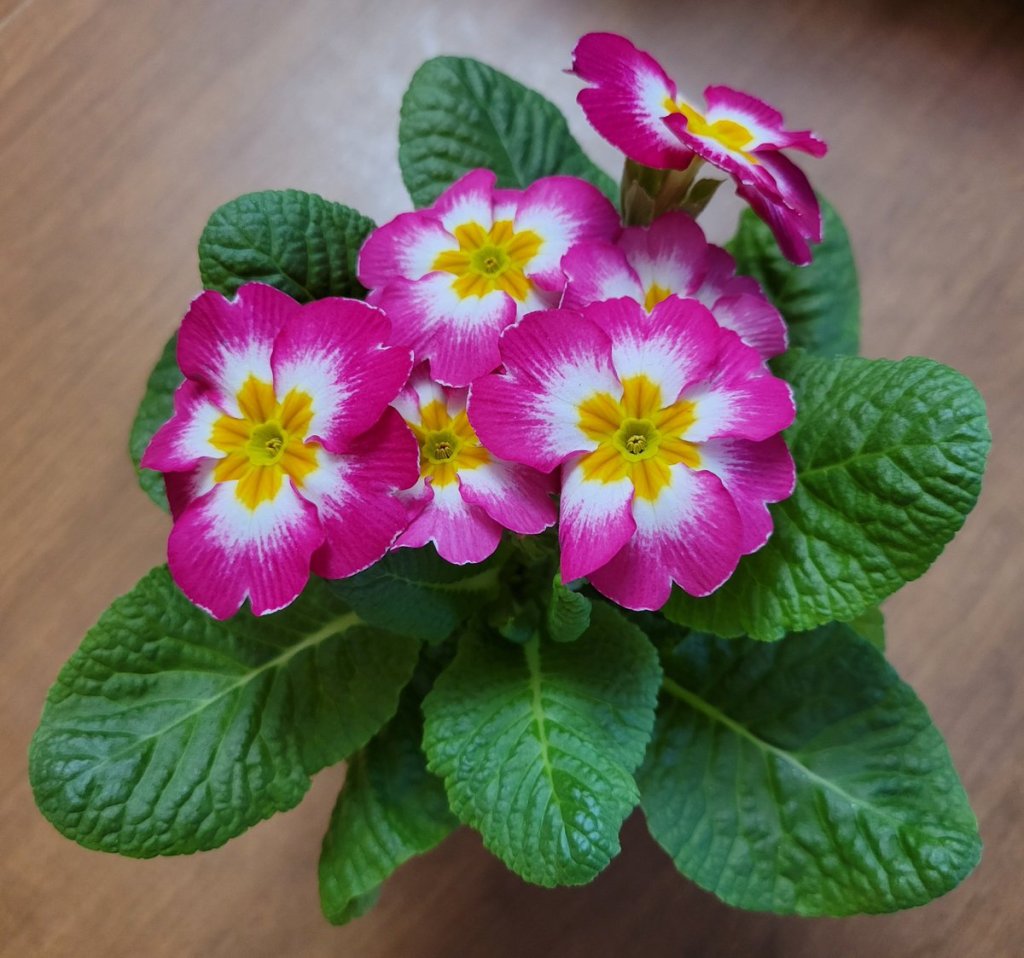 Photo of bicolor Primrose in pot, a houseplant with mauve and white petals with gold centers