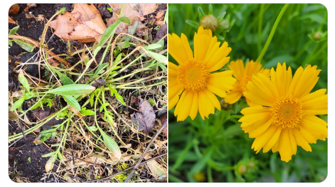 Two photos of Lanceleaf Coreopsis: Winter view, leaves. Summer view, yellow flowers.