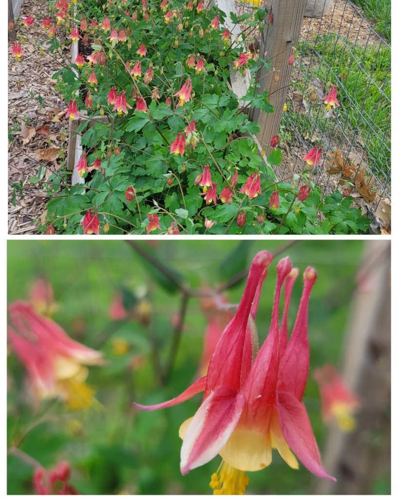 Two photos of Eastern Red Columbine (Aquilegia canadensis).